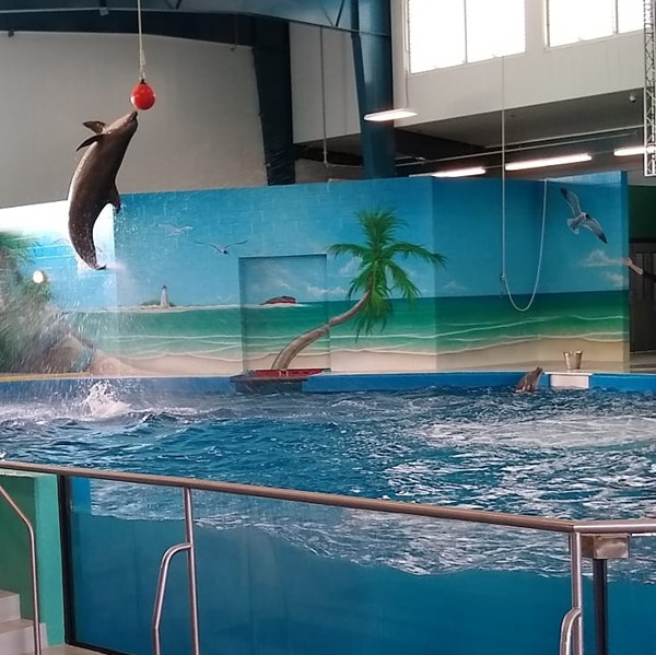 Dolphin show