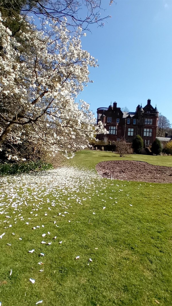 Image of a tree in blossom