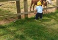 Picture of Fairytale Farm - Chipping Norton - Ponys