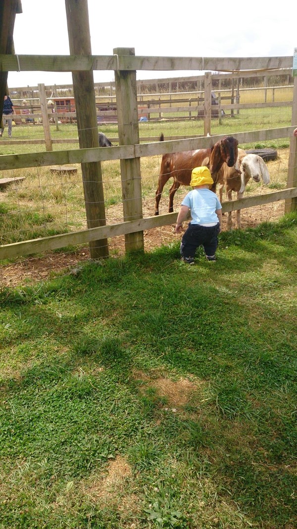 Picture of Fairytale Farm - Chipping Norton - Ponys