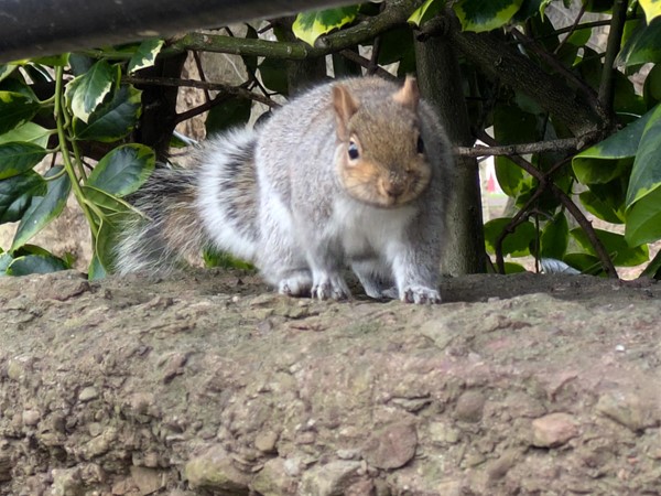 Image of a grey squirrel