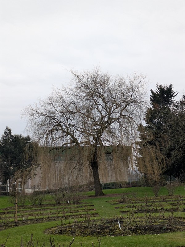 Image of willow tree in the rose gardens