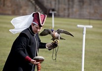 Raphael Falconry