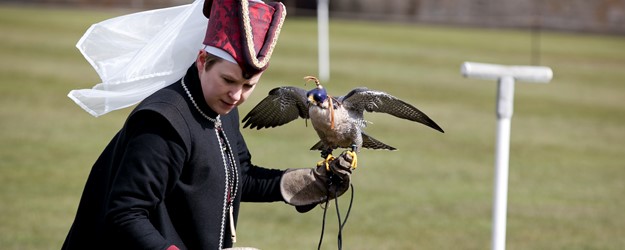 Raphael Falconry article image