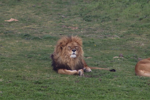 Again there were elevated views of the lions and a bridge the overlooked them to .