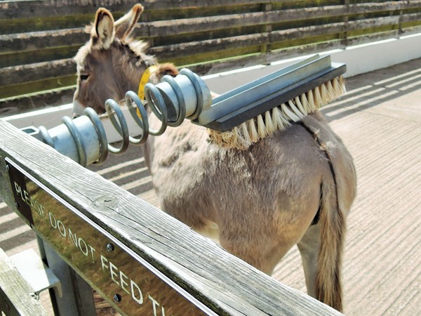 Photo of a donkey getting brushed.