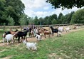 Buttercups Sanctuary For Goats