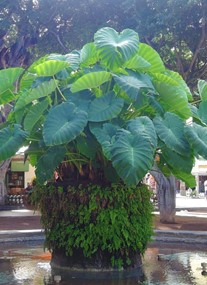 Plaza del Charco