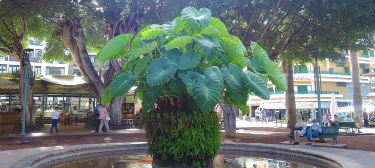 Plaza del Charco