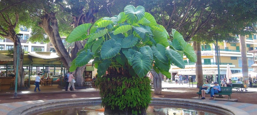 Plaza del Charco