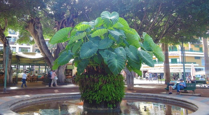 Plaza del Charco