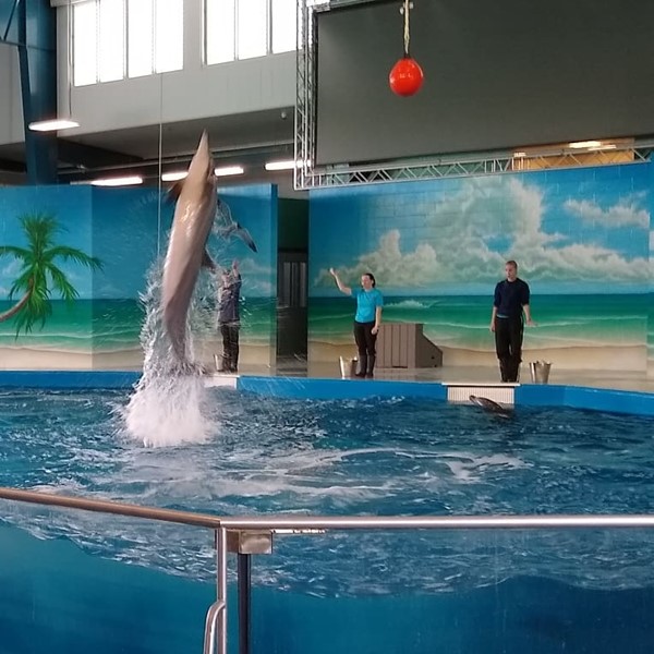 Dolphin show