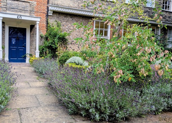 Image of plants and a paved pathway
