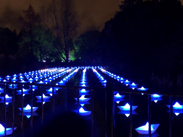 Picture of Christmas lights at Edinburgh Botanics