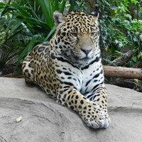 Jaguar at the zoo