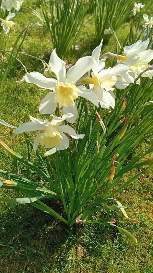 Image of flowers