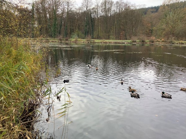 15 variety of ducks to see