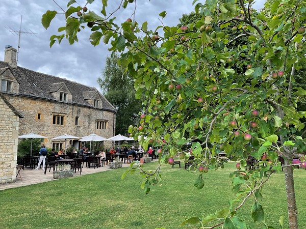 Tree and building