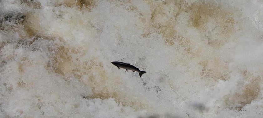 Falls of Shin