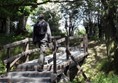 Image of a person on a wooden bridge