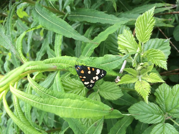 Picture of Bwlch Nant yr Arian - Butterfly