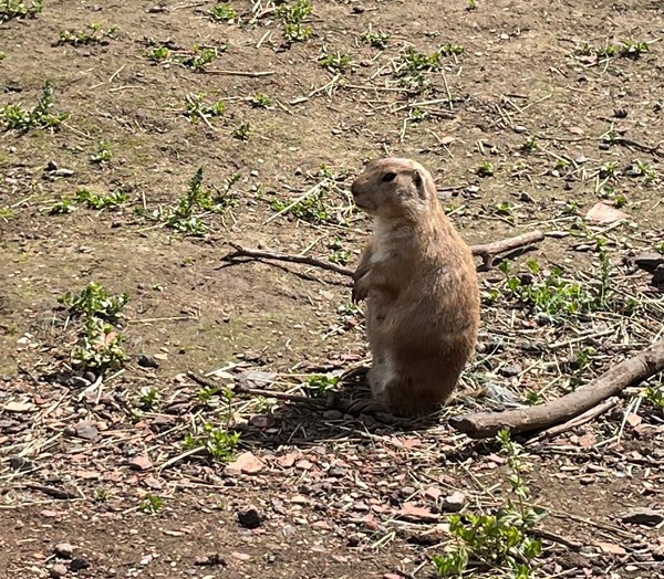 The prairie dogs were very amusing, especially play fighting and doing little "woop!" noises!