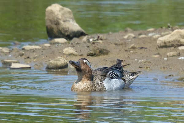 Image of a garganey.