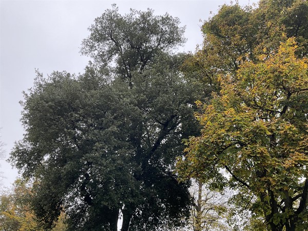 Image of trees