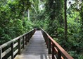 Wooden walkway through the rainforest