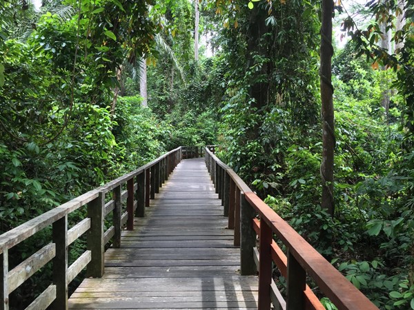Wooden walkway through the rainforest