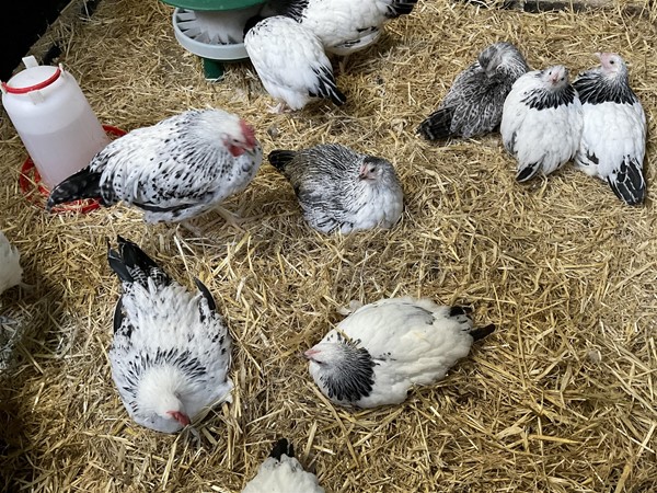 Image of chickens