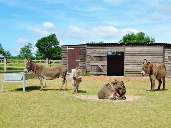 Photo of donkeys outside.