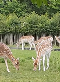 Clissold Park