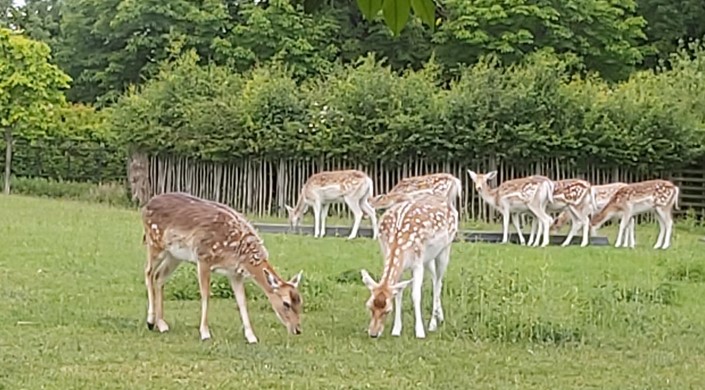 Clissold Park