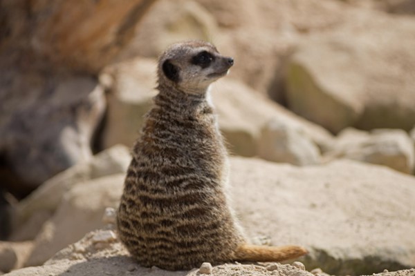Picture of the Tropica Butterfly House - Meerkat