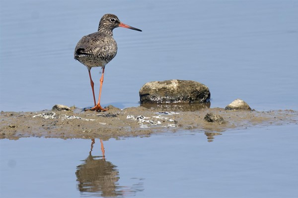 Image of a redshank.