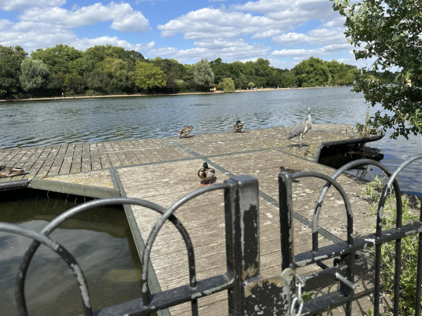 Image of small dock close to outdoor seating that had some local birds and wildlife