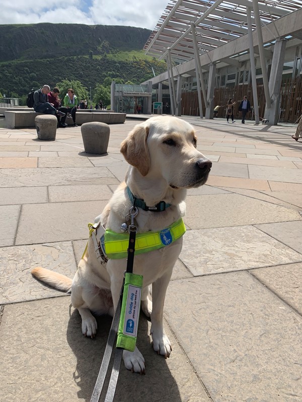 Photo of my guide dog Sam outside the entrance to the Scottish Parliament