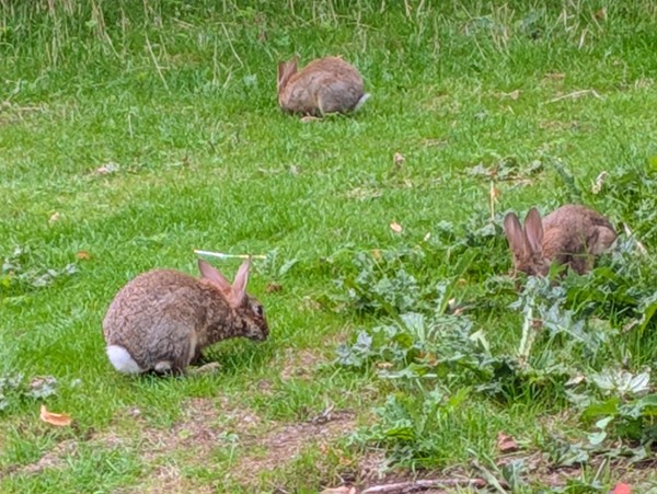 Image of bunny rabbits in the park
