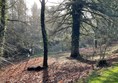 Many species of trees from around the world, and moving along, over to your left, you pass the first of the small lakes, Lodge lake