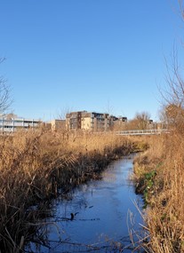 Logan's Meadow