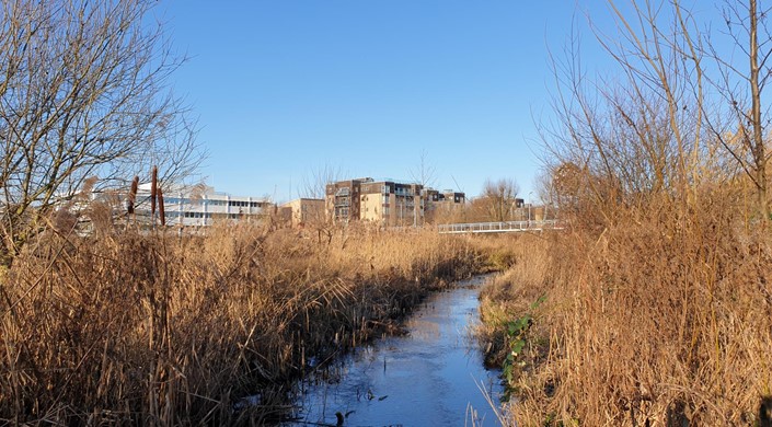 Logan's Meadow