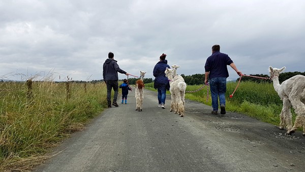 Picture of The Alpaca Trekking Centre, Thornhill