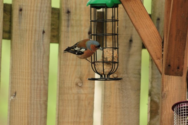 one of our visitors to the bird feeders