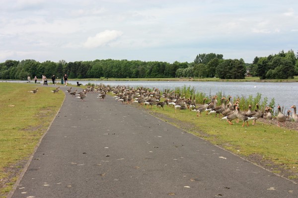 Path around the country park with thousands of geese which leave poo all over the paths.