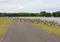 Path around the country park with thousands of geese which leave poo all over the paths.
