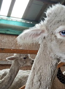 The Alpaca Trekking Centre