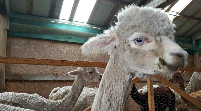 The Alpaca Trekking Centre