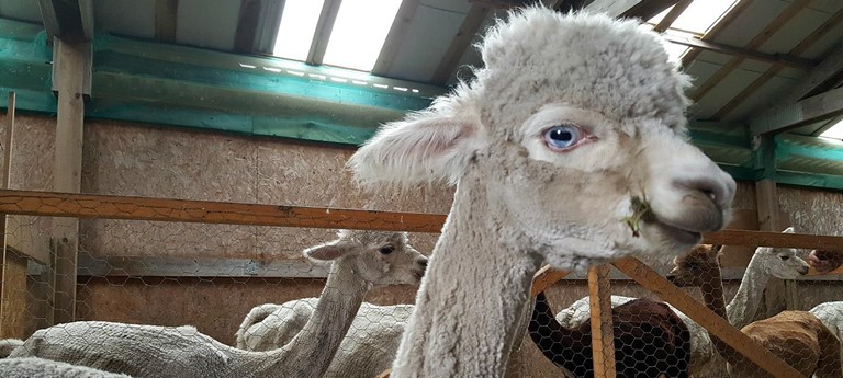 The Alpaca Trekking Centre