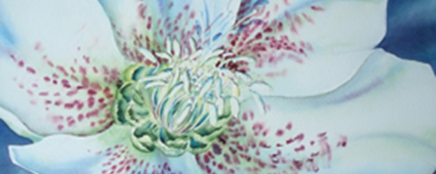Watercolour Painting Day: ‘Hellebores’ article image